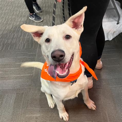 Beacon Animal Rescue | Still can't get over this photo of Olly from our ...