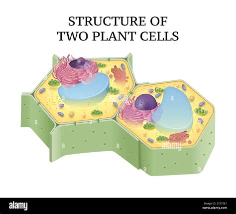 Ribosome structure hi-res stock photography and images - Alamy
