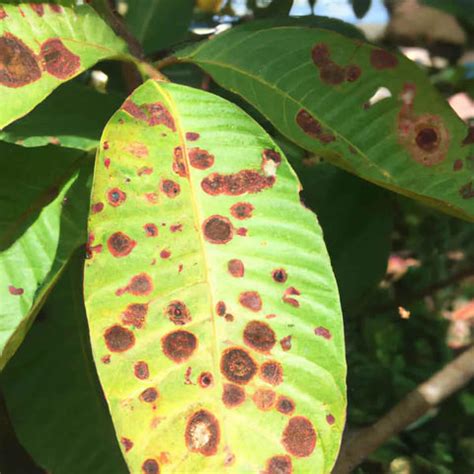 Algal Leaf Spot in Guava : Understanding & Controlling