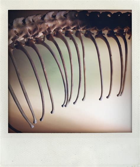 Image result for Python Skeleton