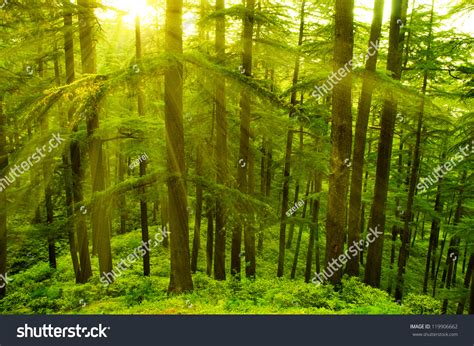 Himachal Pradesh Sun Light Images: Browse 896 Stock Photos & Vectors Free Download with Trial ...