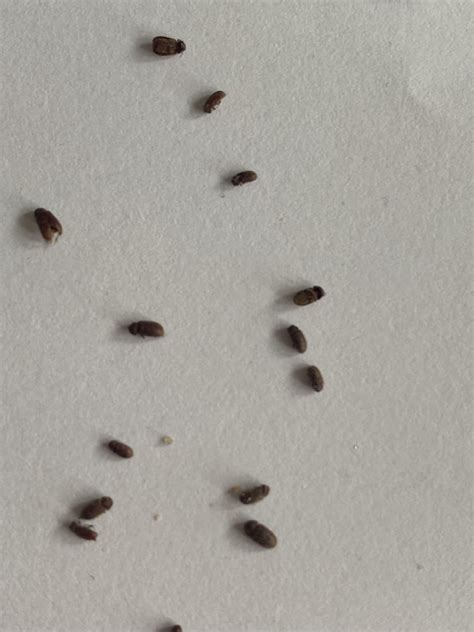 Looking for help identifying and getting rid of these small brown ...