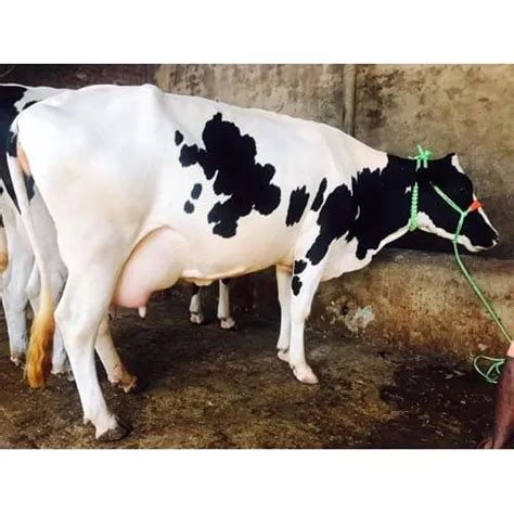 Jersey Cow/Kala Chaudhary Dairy Farm