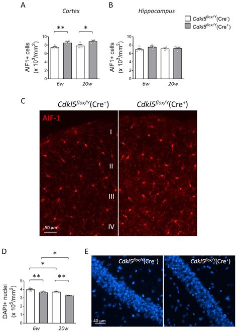 Adult-Onset Deletion of CDKL5 in Forebrain Glutamatergic Neurons ...