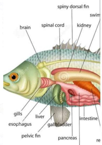 Jharkhand woman suffers kidney failure after consuming raw fish ...