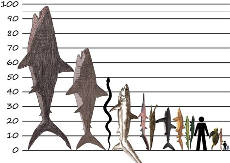Bionic Size Comparison 的图像结果
