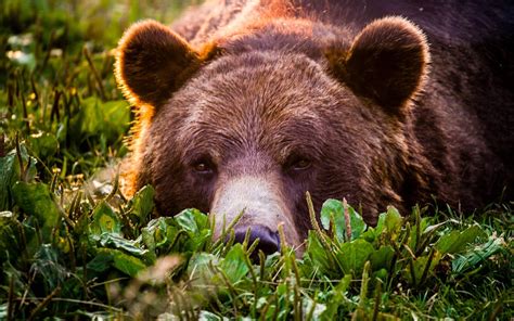Download wallpapers grizzly, grass, predator, bears for desktop with resolution 1920x1200. High ...