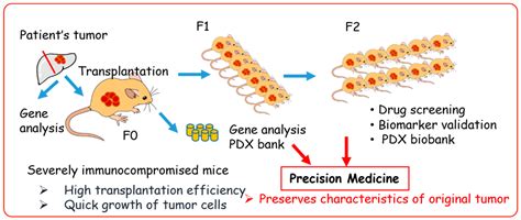 Application of Highly Immunocompromised Mice for the Establishment of ...