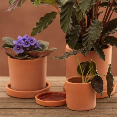 Buy Indoor terracotta cylinder pot with glazed saucer: Delivery by ...