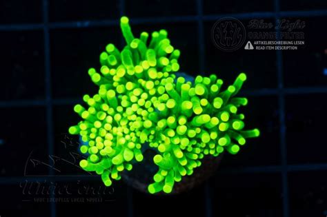 Euphyllia glabrescens Neon Green (Filter)-LPS3_250913_212