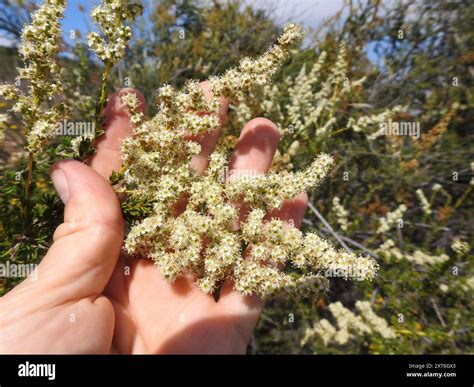 chamise (Adenostoma fasciculatum) Plantae Stock Photo - Alamy