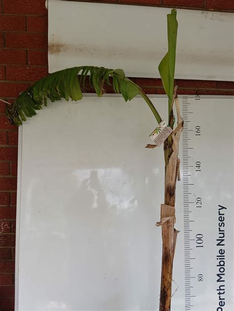 Image result for Blue Java Banana Tree