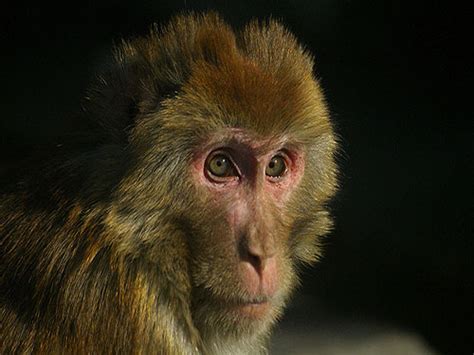 80年属猴几月出生命好 -属猴-生肖网