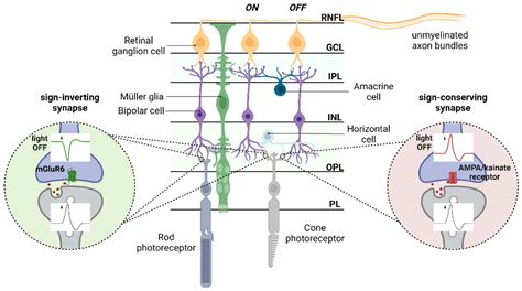 Types Of Retinal Ganglion Cells at Andrea Newton blog