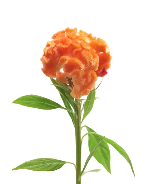 Celosia, Orange - Jacksonville Flower Market