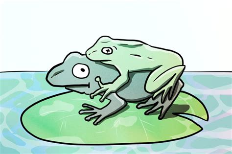 Seventh frog sex position discovered in sexy frog sex study - The Verge