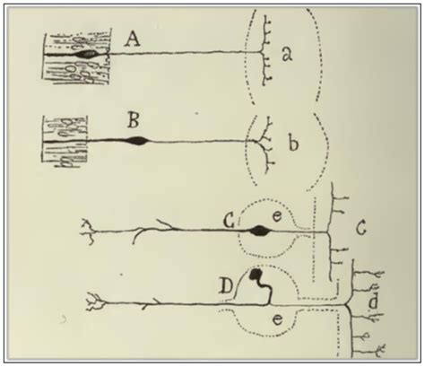 Cajal’s Law of Dynamic Polarization: Mechanism and Design