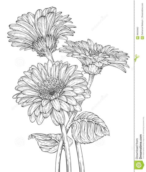 Gerbera Daisy Outline at Kathleen Andrews blog