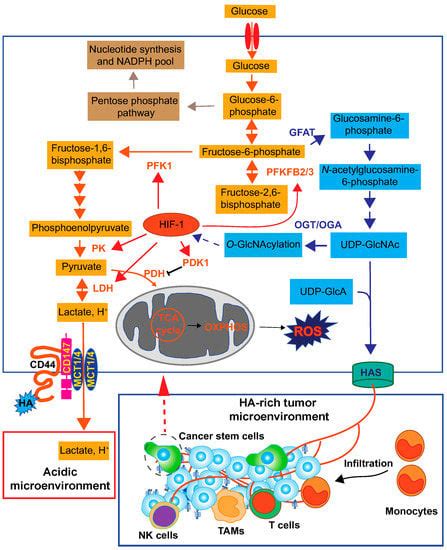 Hyaluronan: Metabolism and Function