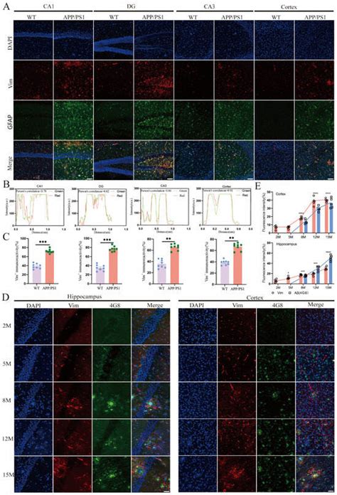 Vimentin Fragmentation and Its Role in Amyloid-Beta Plaque Deposition ...
