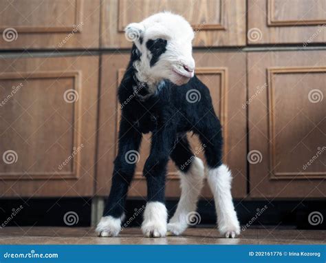 Unique Lamb - a Hybrid of Sheep and Goat Bred Stock Photo - Image of ...
