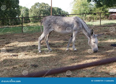 A Female Donkey Grazing in the Corral Stock Image - Image of characters ...