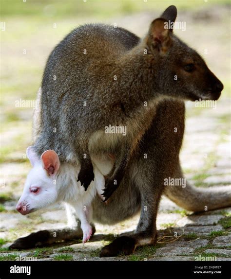 An albino red-neck wallaby (Macropus rufogriseus) pet looks out of ...