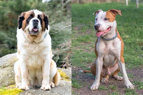 St Bernard Pitbull Mix - Get to know The Full Insight - Whitekind.com