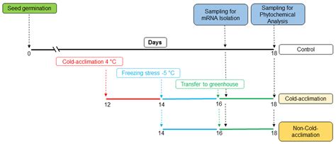 Biochemical and Transcriptional Responses in Cold-Acclimated and Non ...