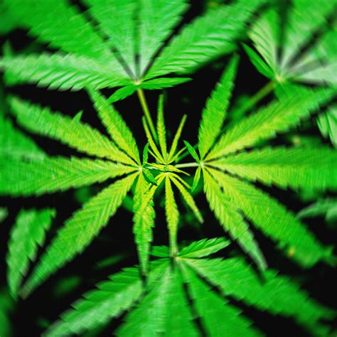 A Proposed Federal THC Ban Would ‘Wipe Out’ Hemp Products That Get ...