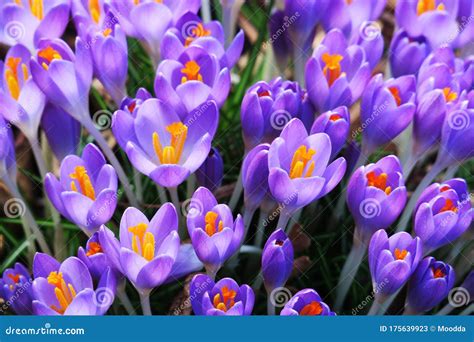 Purple Spring Flowers