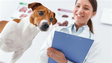 Spürhunde können SARS-CoV-2 von 15 anderen Erregern unterscheiden ...