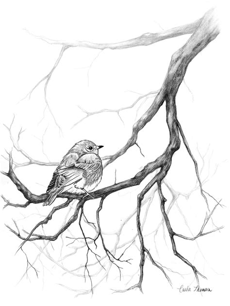bird drawing in tree