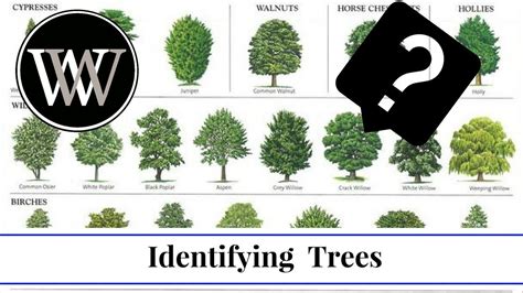 Tree Identification Guide 的图像结果