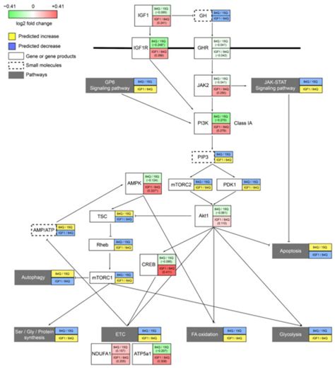Transcriptomic and Metabolic Network Analysis of Metabolic ...