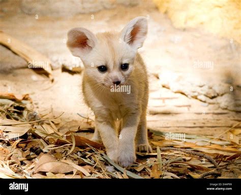 Newborn Fennec Fox