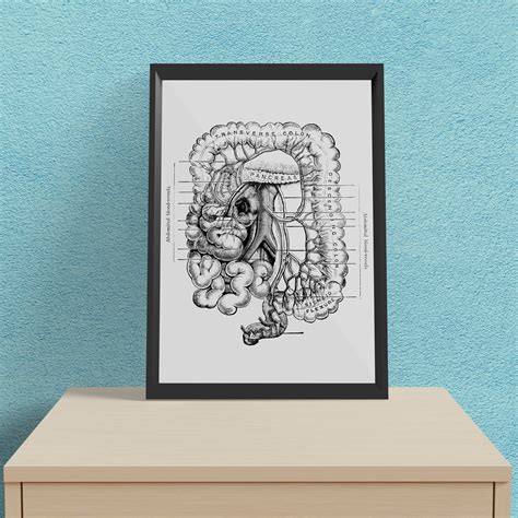 Abdomen Anatomy - Framed Poster For Clinics, Hospitals & Study Rooms ...