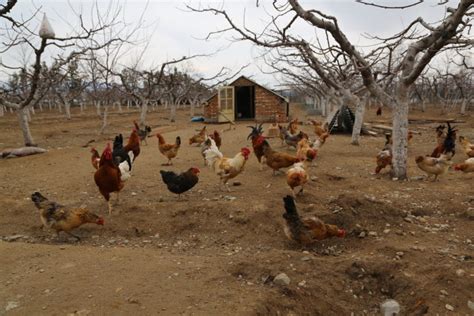 为什么养殖场鸡“几天”就能养肥，带你走进养鸡场，看完涨知识了,社会,三农,好看视频