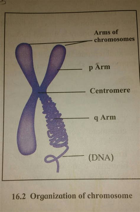 what is q and p value when chromosome with centromere in the centre ...