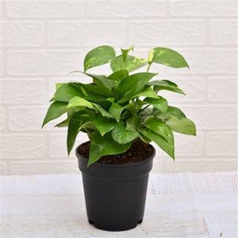 Scindapsus Green (Green Money Plant) – Gardencia Technology