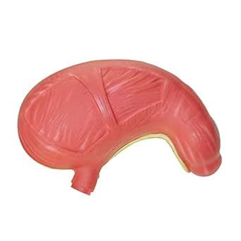 Ketsicart 12'' Human Stomach Model Gastric Anatomy Model Human ...