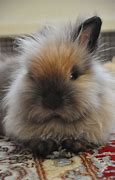 Image result for Baby Lionhead Bunny Rabbit