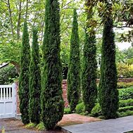 Image result for Cypress Tree Seeds