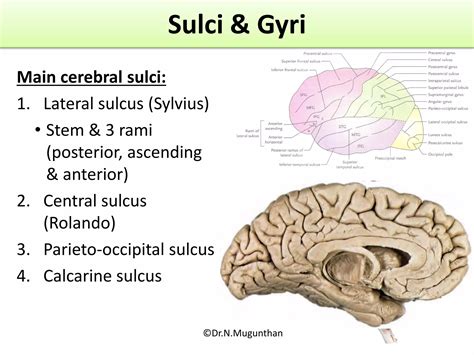 Sulci,Gyri & Functional areas of cerebrum Dr.N.Mugunthan.M.S | PDF