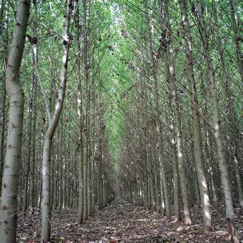 Hybrid Poplar Tree Populus Wikipedia
