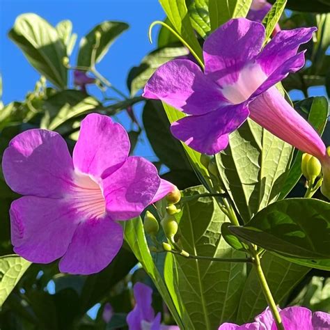 Glow Vine (Bignonia Magnifica) Flowering Plant | Soiled