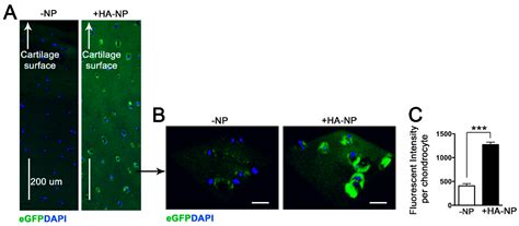 Induction of WNT16 via Peptide-mRNA Nanoparticle-Based Delivery ...