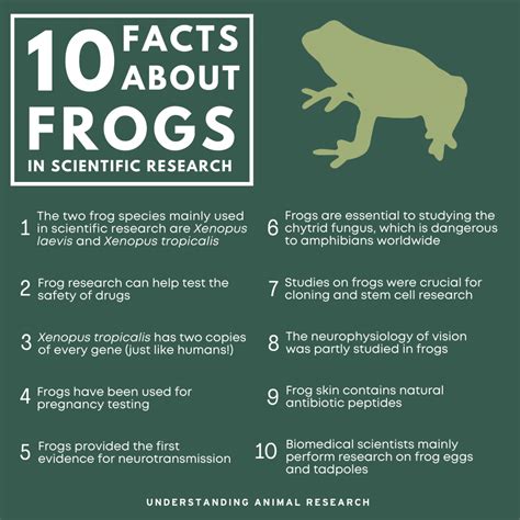 10 facts about frogs in scientific research :: Understanding Animal ...