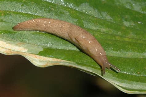 What Do Garden Slugs Eat - Katynel