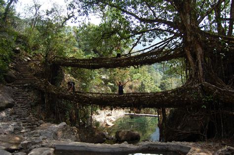 The Living Root Bridges Of Cherrapunjee In Meghalaya, India | TimesTravel